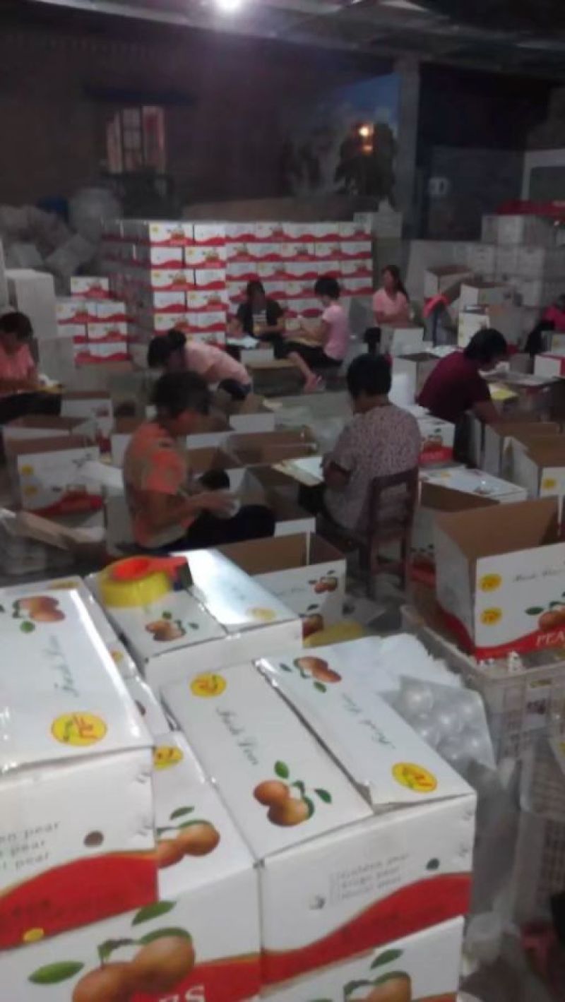 优质纸袋丰水梨/承接各种订单，批发一件代发社区团购丰水梨