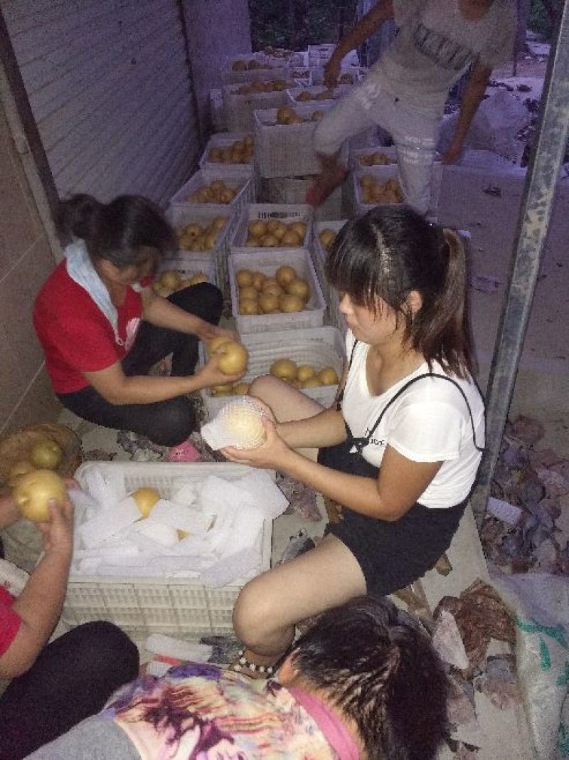 优质纸袋丰水梨/承接各种订单，批发一件代发社区团购丰水梨