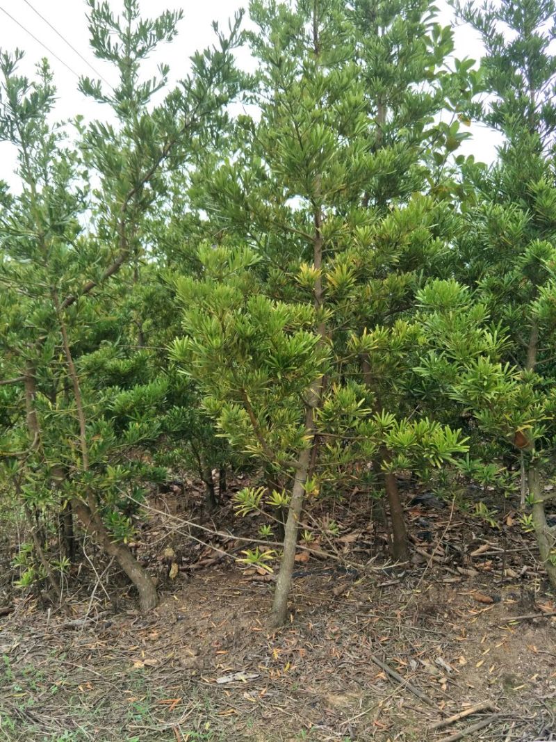 罗汉松2~4cm12~14cm1.5~2米