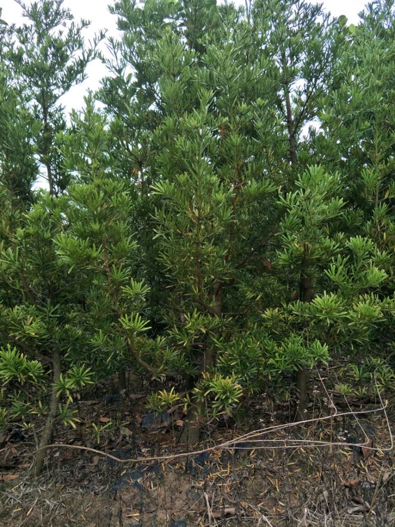 罗汉松2~4cm12~14cm1.5~2米