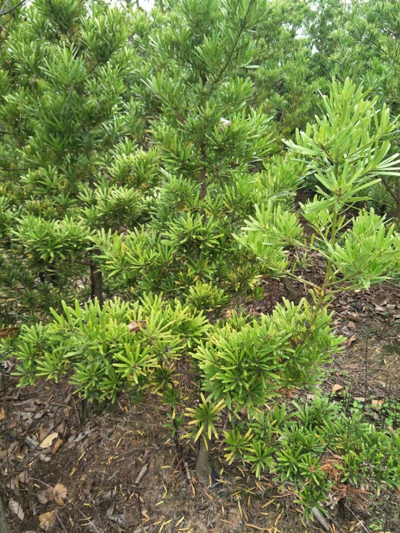 罗汉松2~4cm12~14cm1.5~2米