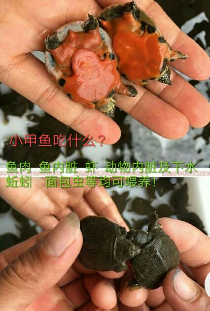 外塘中华鳖养殖小甲鱼苗水鱼苗团鱼苗王八苗龙鱼活体饲料包活