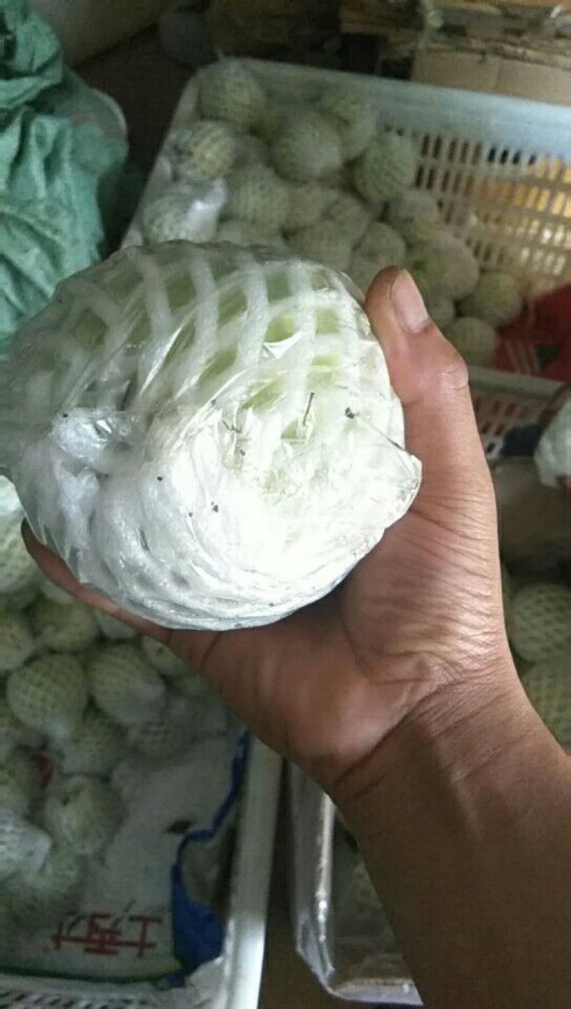 广东番石榴茂名珍珠番石榴（芭乐）量大从优欢迎来电咨询