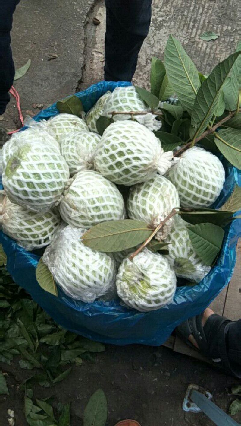 广东番石榴茂名珍珠番石榴（芭乐）量大从优欢迎来电咨询