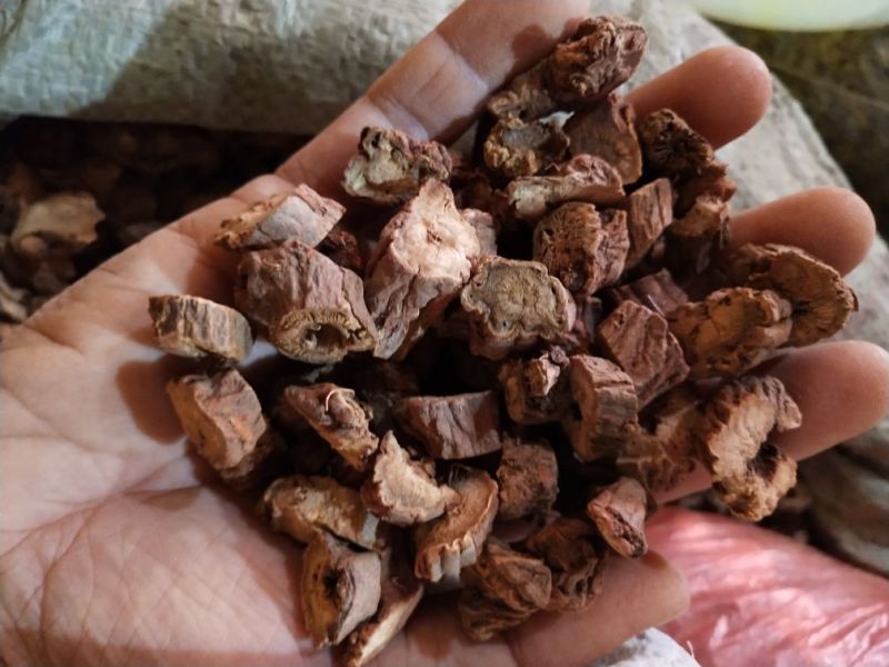 包邮云南野生丹条，云南丹参大条大段中段小段各种规格有货。