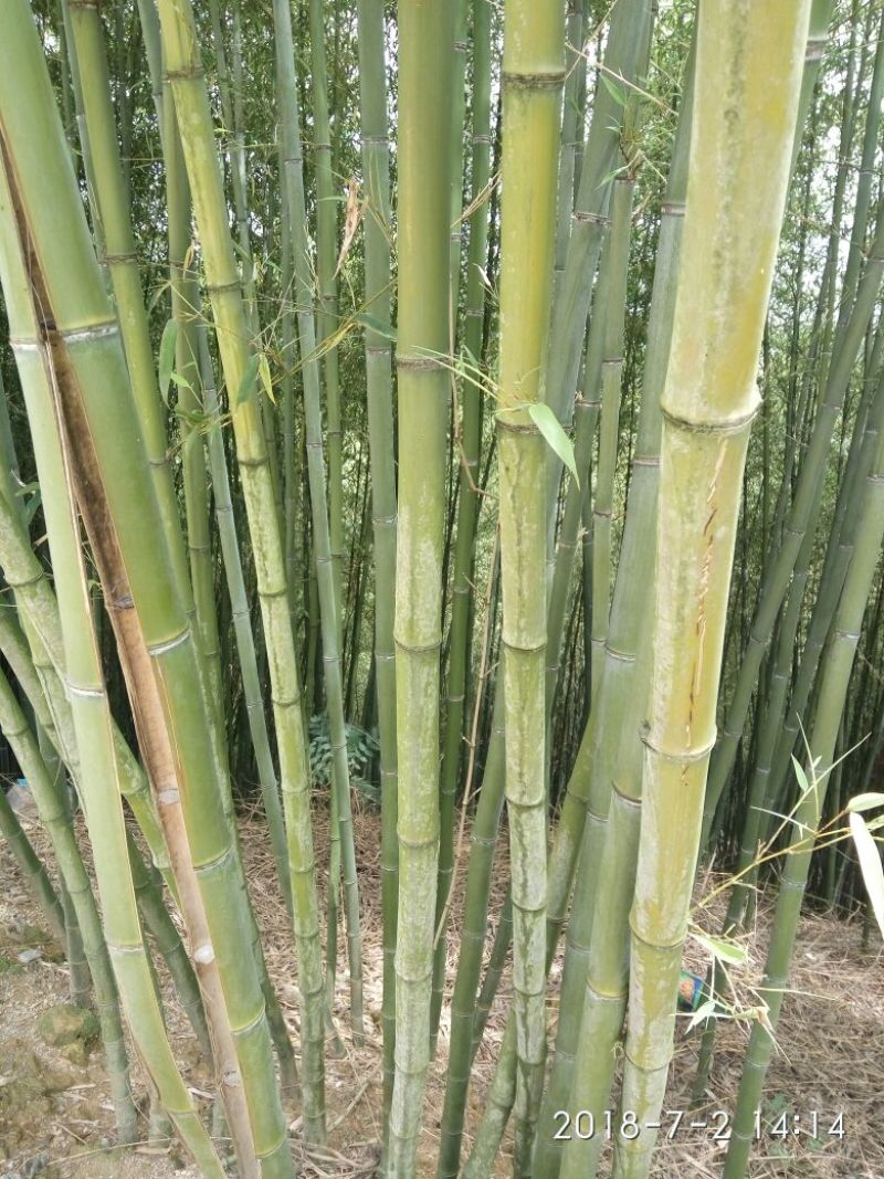 金竹，水竹