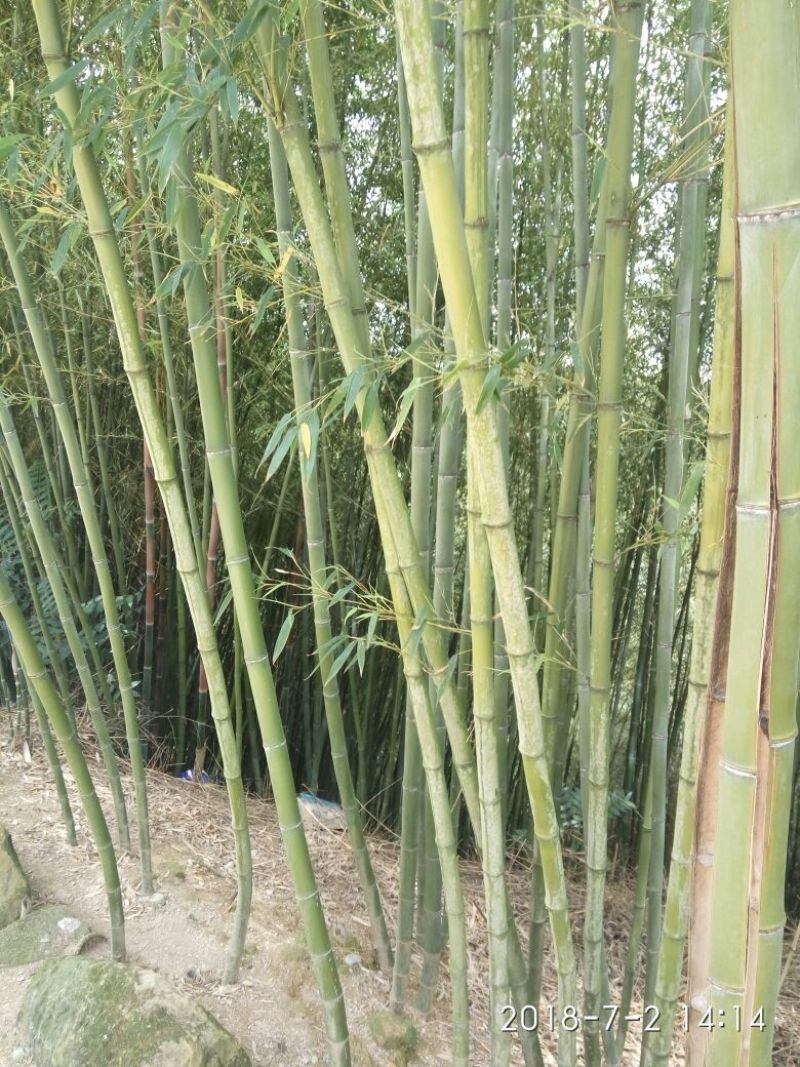 金竹，水竹