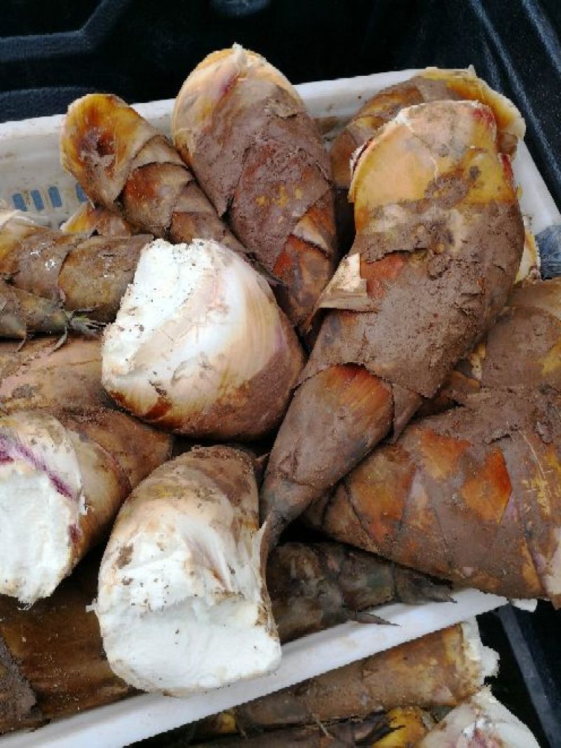 甜笋曼歇甜龙笋（果笋个头大、笋肉多，含糖量高