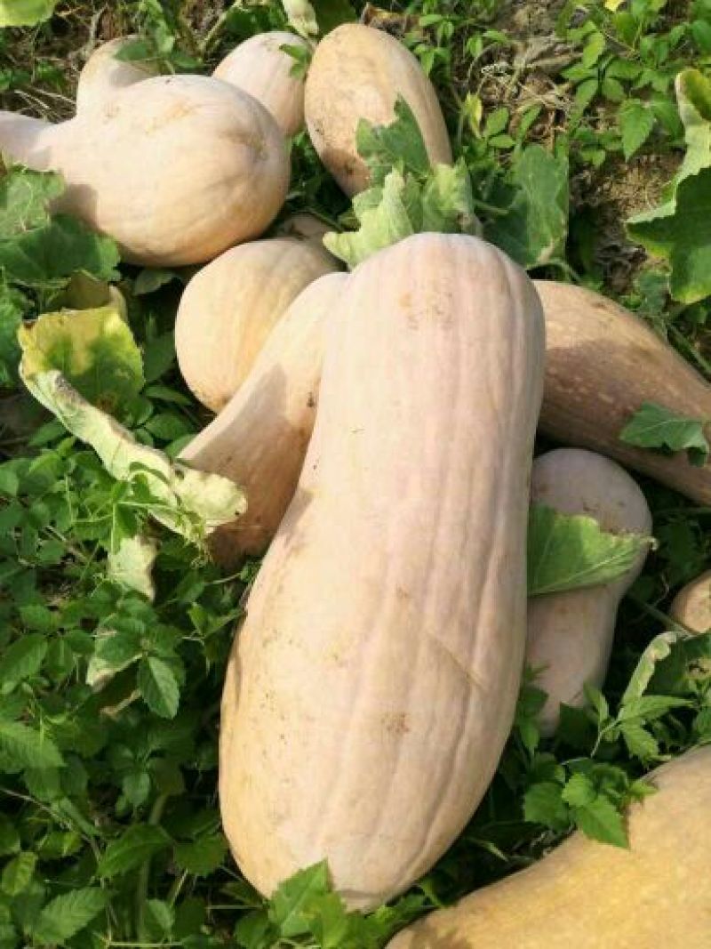 早熟蜜本南瓜头茬瓜3斤打底