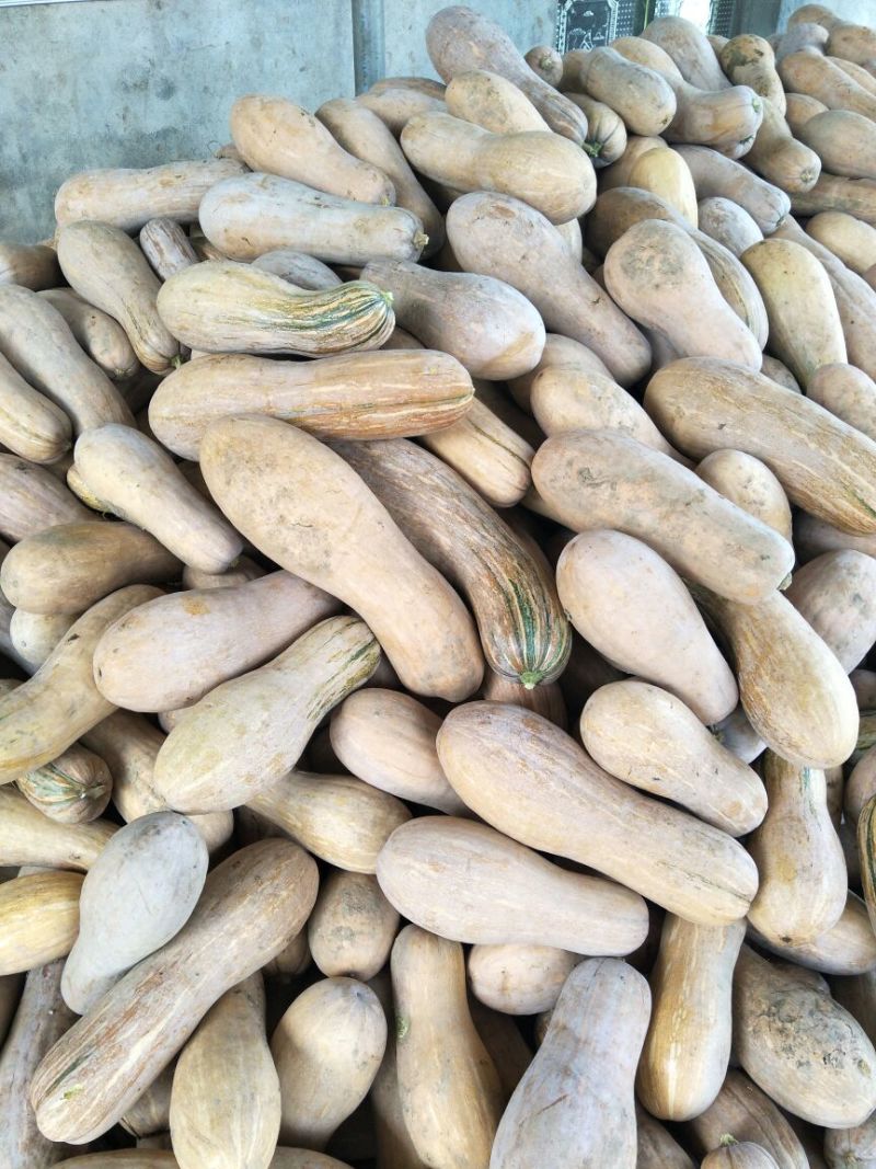早熟蜜本南瓜头茬瓜3斤打底