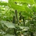 大棚蔬菜吊蔓绳吊秧绳塑料绳西红柿吊绳辣椒黄瓜吊绳厂家直销