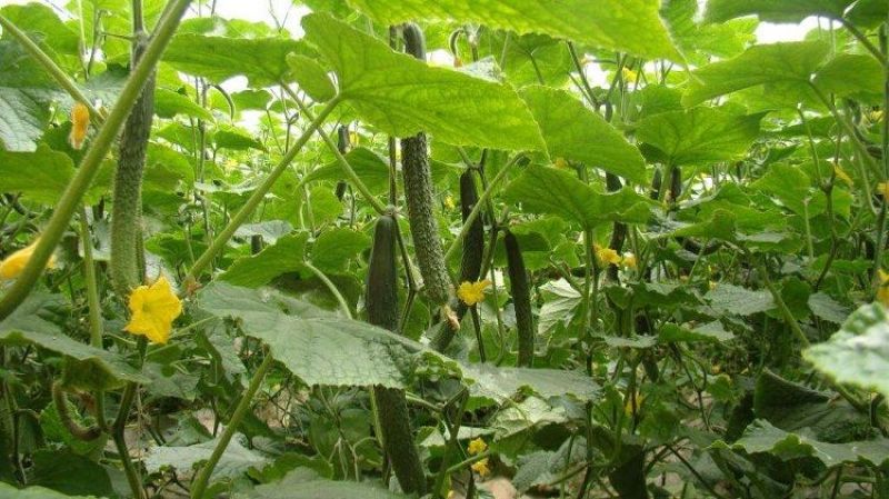 大棚蔬菜吊蔓绳吊秧绳塑料绳西红柿吊绳辣椒黄瓜吊绳厂家直销