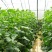 大棚蔬菜吊蔓绳吊秧绳塑料绳西红柿吊绳辣椒黄瓜吊绳厂家直销