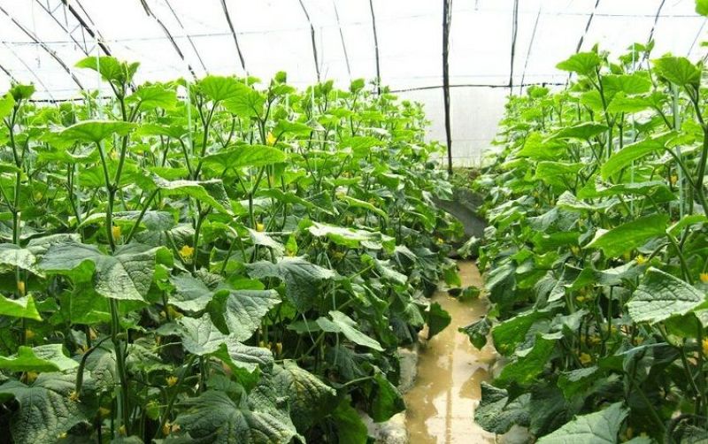 大棚蔬菜吊蔓绳吊秧绳塑料绳西红柿吊绳辣椒黄瓜吊绳厂家直销