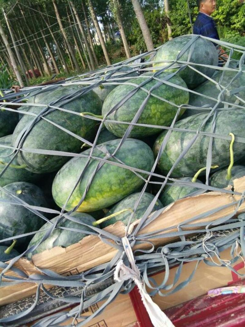 精品黑美人，通货，小瓜大量有货。