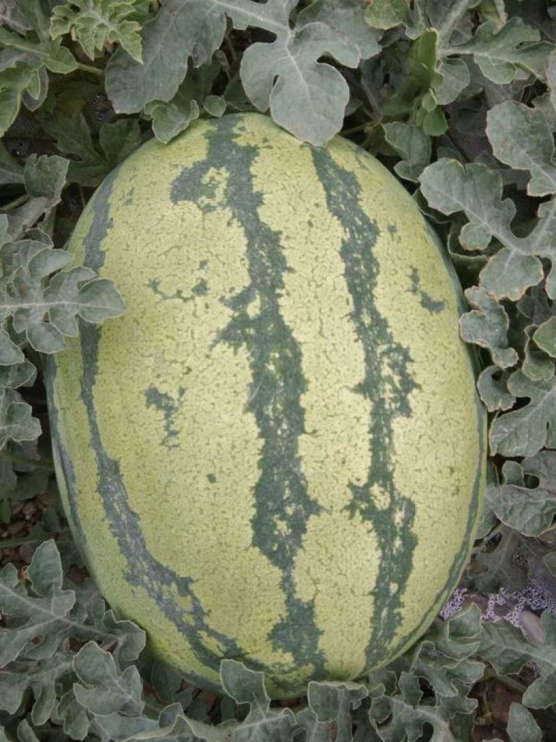 甘肃靖远硒砂瓜