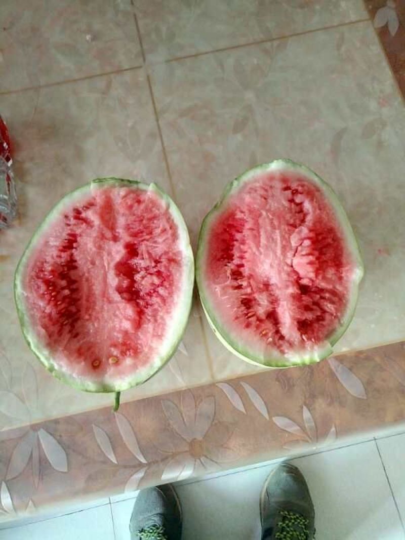 甘肃靖远硒砂瓜
