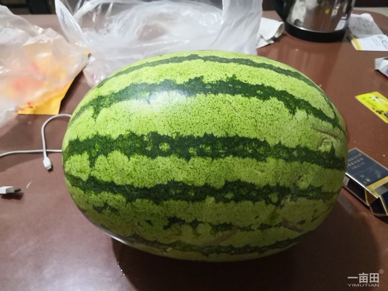 甘肃靖远硒砂瓜