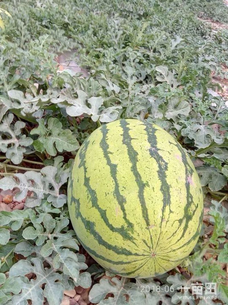 甘肃靖远硒砂瓜