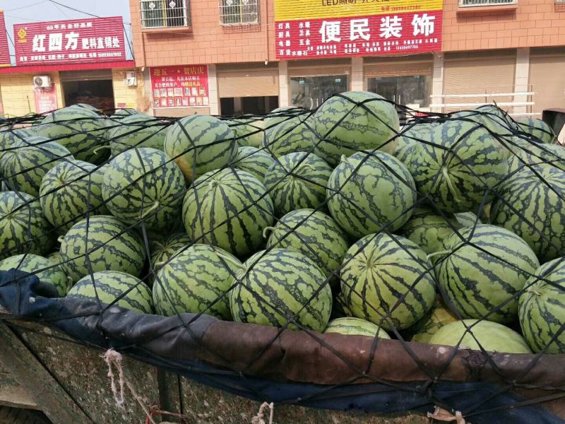 周口太康8424西瓜