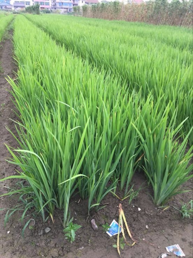 黄菖蒲黄菖蒲小苗黄花鸢尾基地大量供应批发