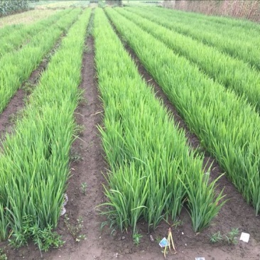 黄菖蒲黄菖蒲小苗黄花鸢尾基地大量供应批发