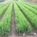 黄菖蒲黄菖蒲小苗黄花鸢尾基地大量供应批发