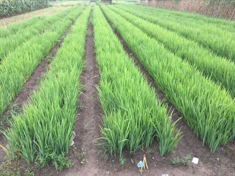 黄菖蒲黄菖蒲小苗黄花鸢尾基地大量供应批发