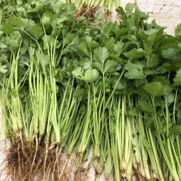 香菜自家空运物流，新鲜精品直达，也可发车