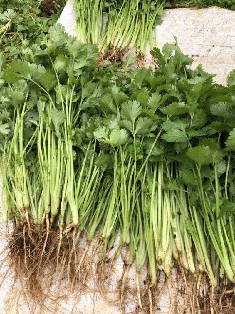 香菜自家空运物流，新鲜精品直达，也可发车