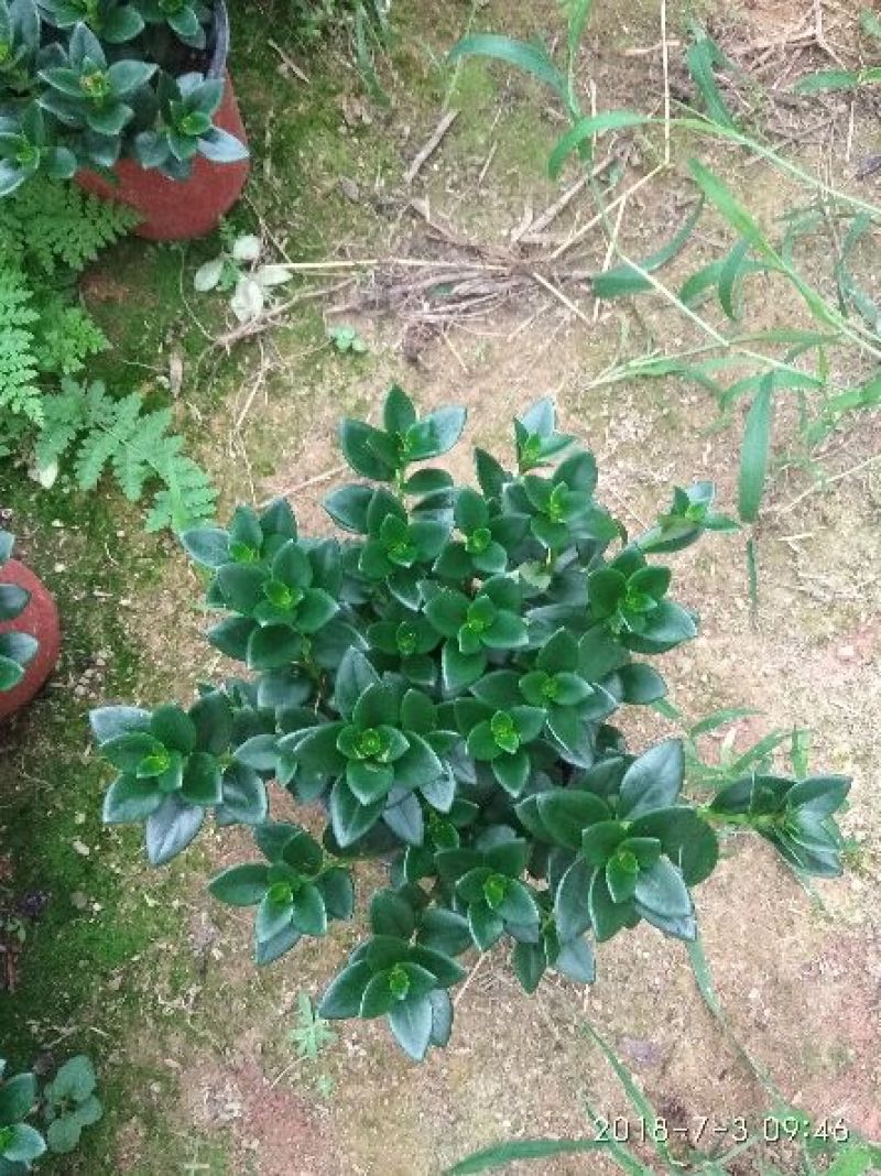 双色杯金鱼草