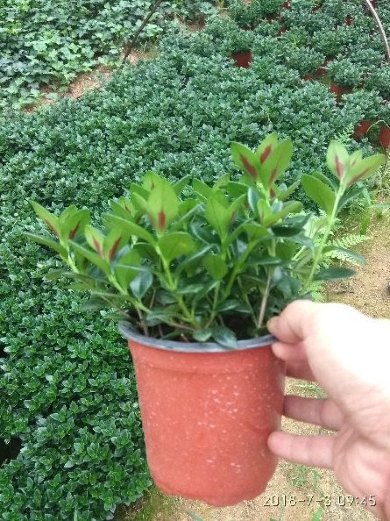 双色杯金鱼草