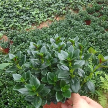 双色杯金鱼草