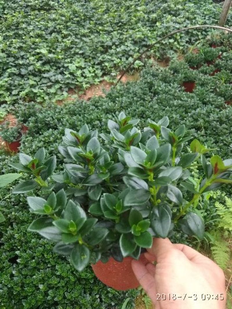 双色杯金鱼草