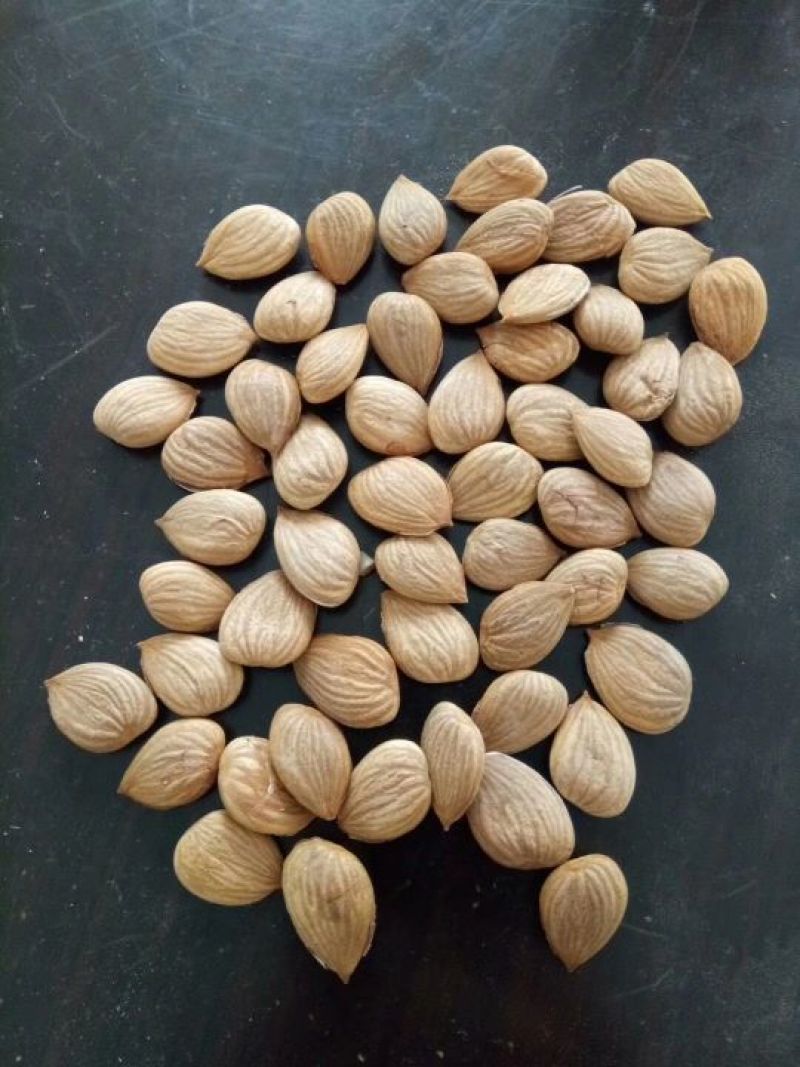 串红
