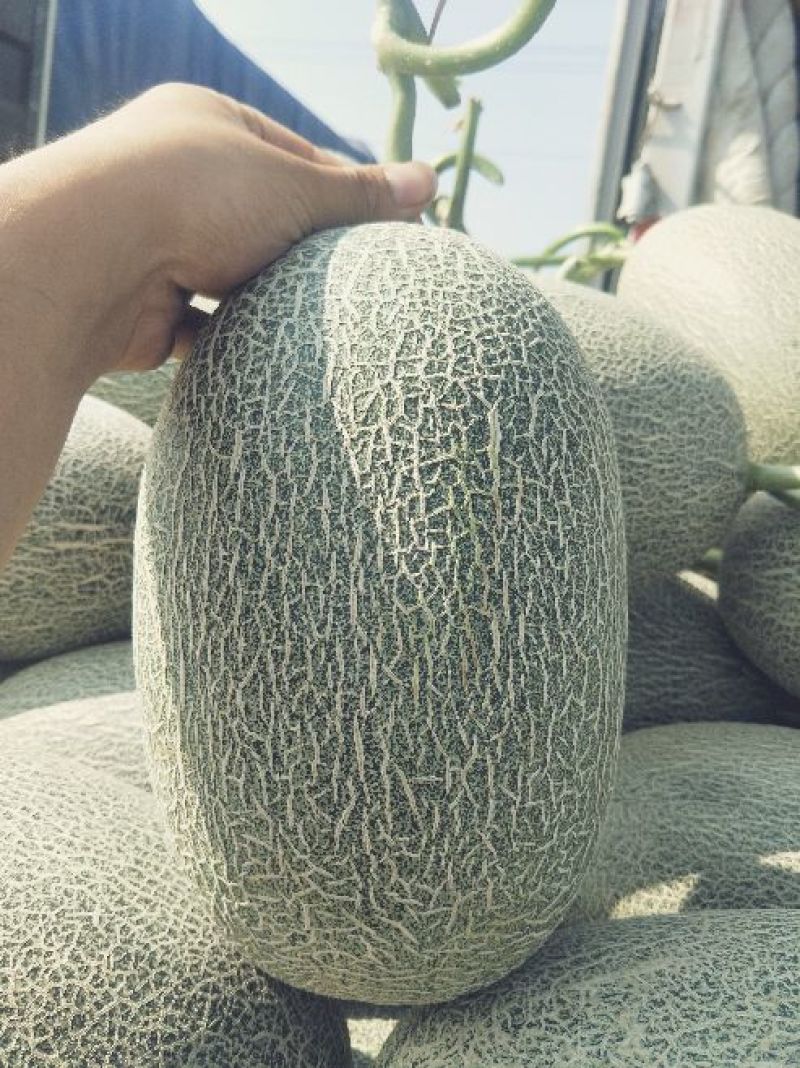 西州蜜瓜果型正/个头大/甜度高/供应充足/产地直发代发