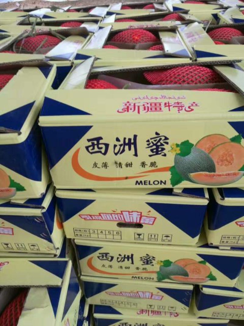 西州蜜瓜果型正/个头大/甜度高/供应充足/产地直发代发