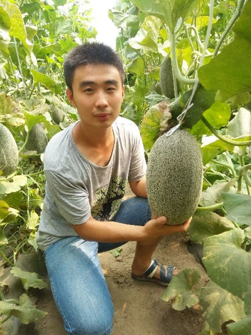 西州蜜瓜果型正/个头大/甜度高/供应充足/产地直发代发