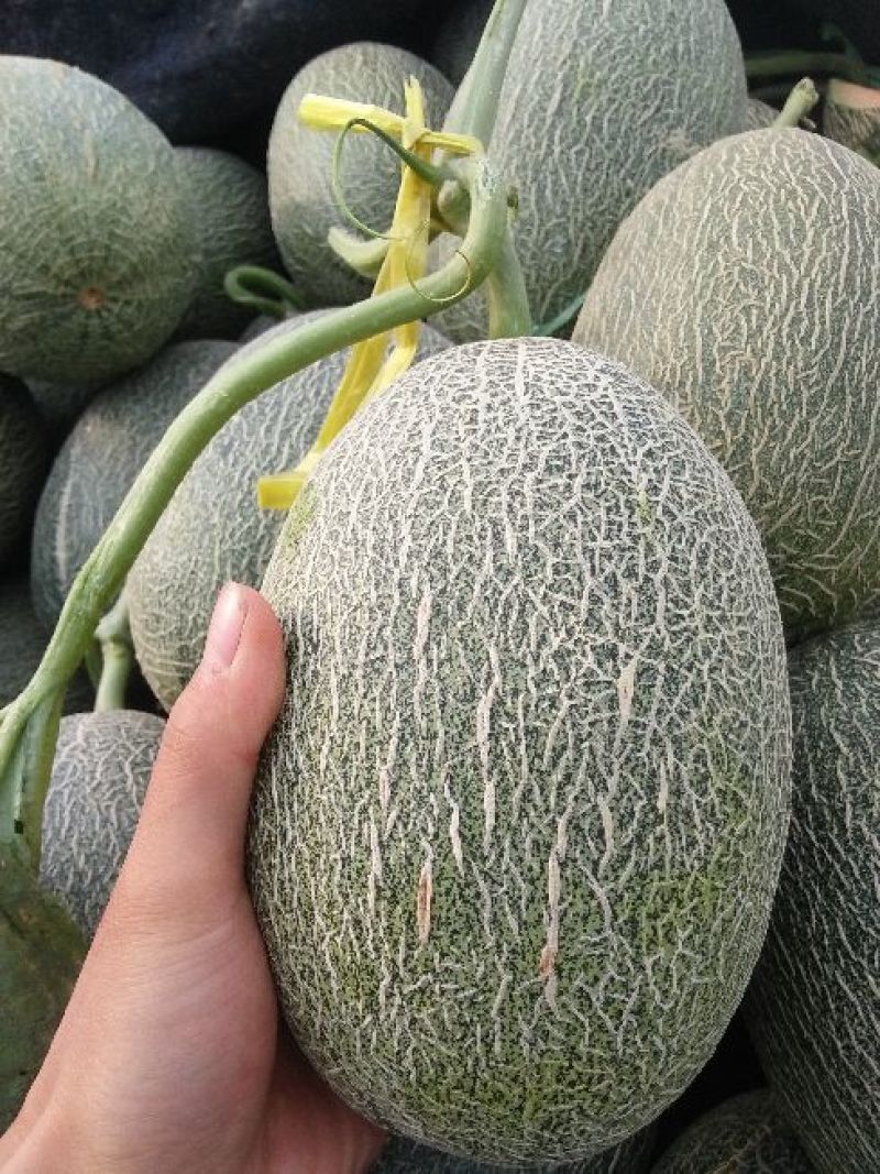 西州蜜瓜果型正/个头大/甜度高/供应充足/产地直发代发