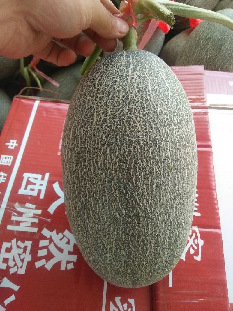 西州蜜瓜果型正/个头大/甜度高/供应充足/产地直发代发