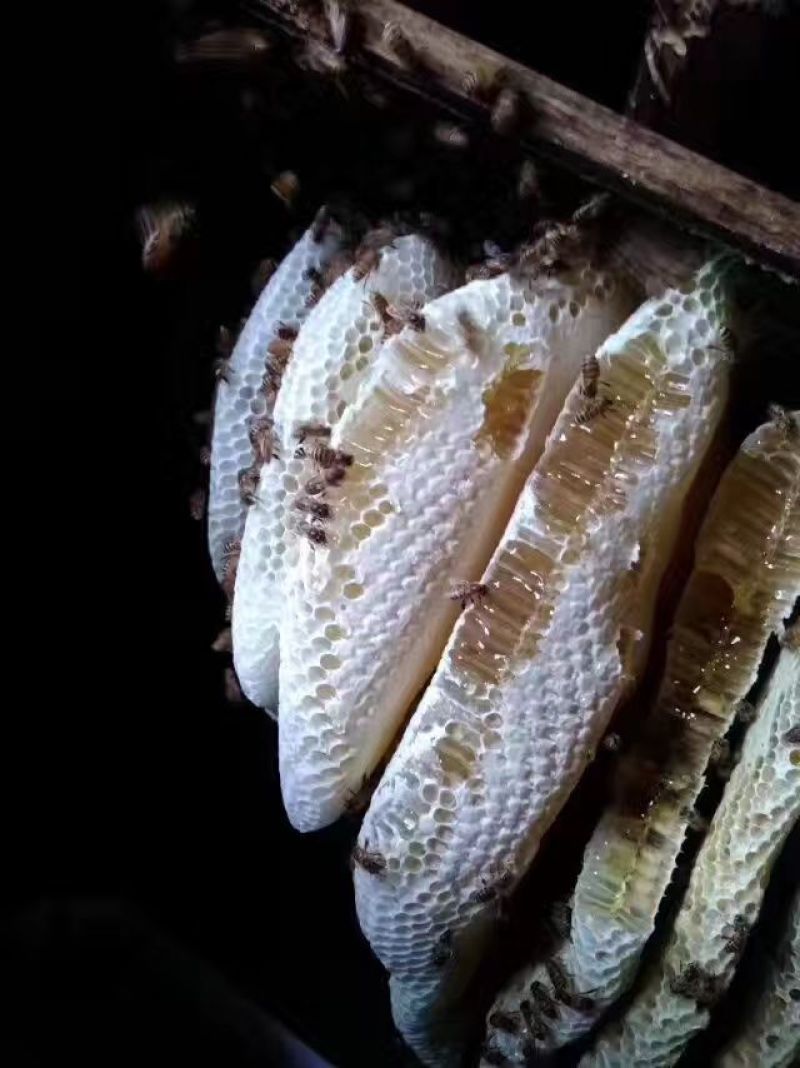 土蜂蜜