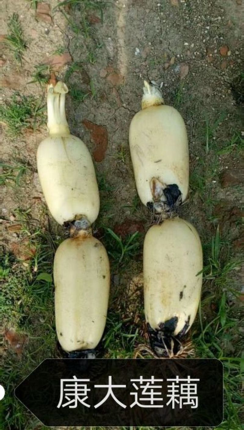 莲藕，珍珠，35.大地红，