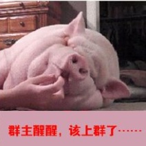 赤芍种子