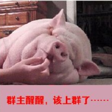 赤芍种子