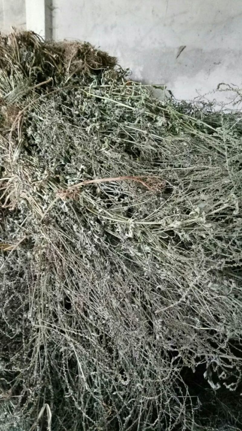 马鞭草