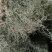 马鞭草