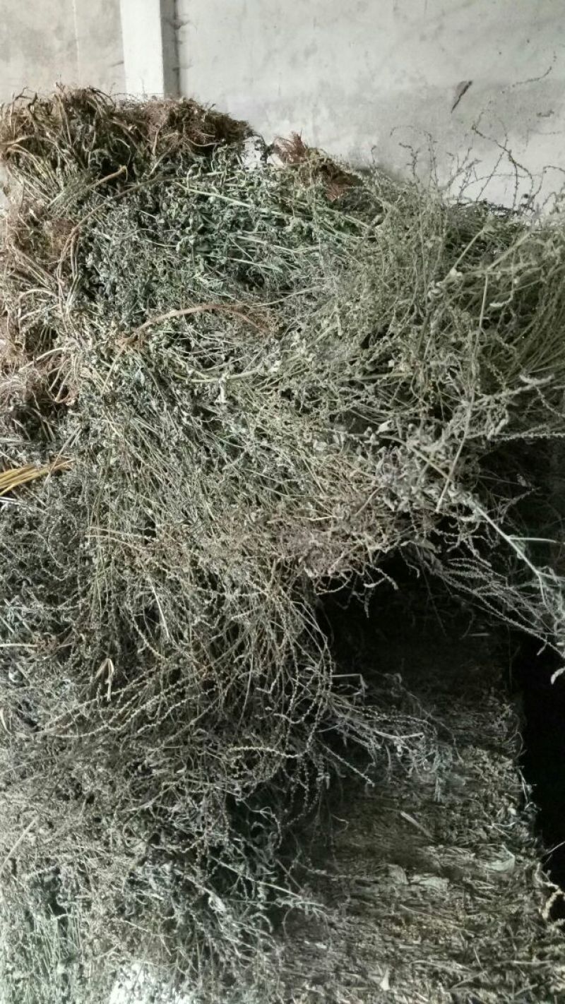 马鞭草
