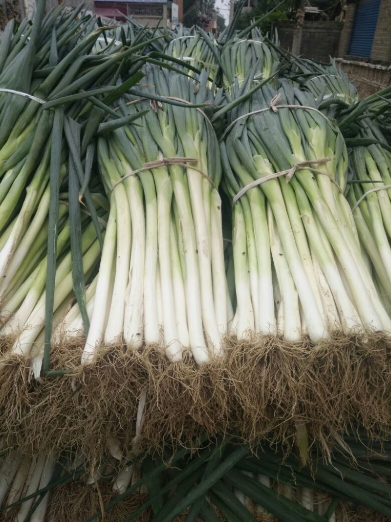 大葱
