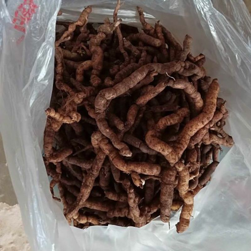巴戟天
