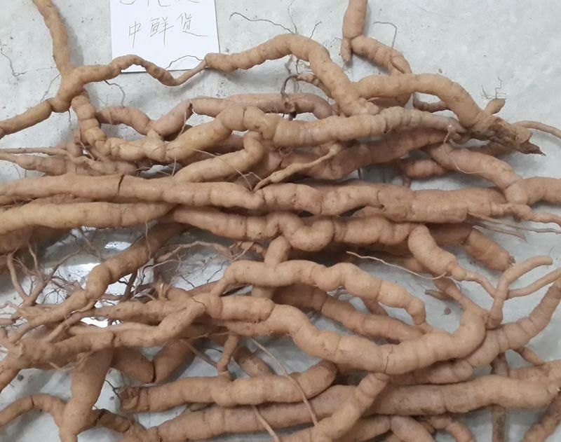 巴戟天